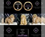 Small Photo #15 Maltipoo (Miniature) Puppy For Sale in WARSAW, IN, USA