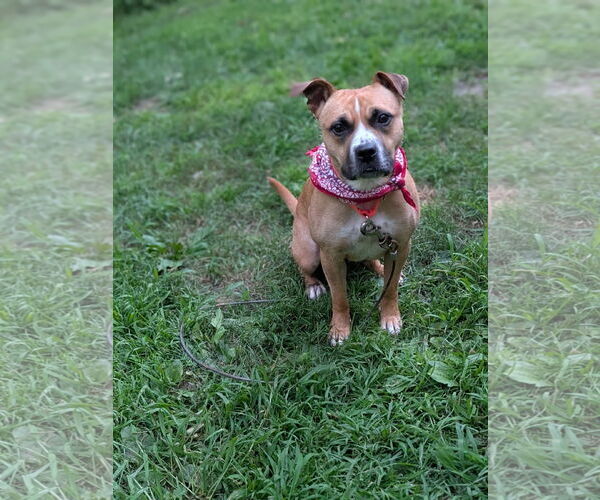 Medium Photo #3 American Pit Bull Terrier Puppy For Sale in Hillsboro, NH, USA
