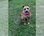 Small #2 American Pit Bull Terrier