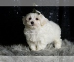 Puppy Atticus F1 Maltipoo