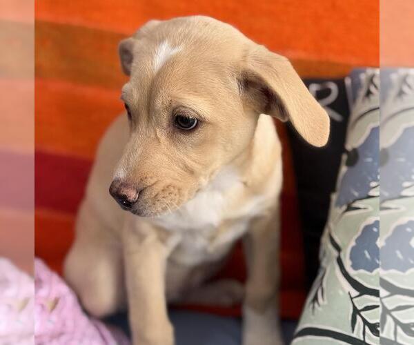 Medium Photo #2 Labrador Retriever-Unknown Mix Puppy For Sale in San Diego, CA, USA