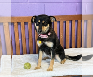 Mutt Dogs for adoption in Genesee, WI, USA