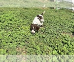 Small Photo #14 German Shorthaired Pointer Puppy For Sale in RIO LINDA, CA, USA