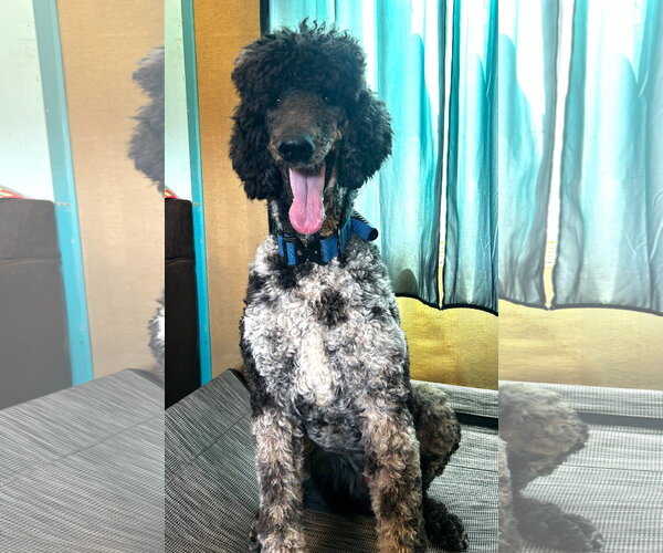 Medium Photo #6 Poodle (Standard) Puppy For Sale in Pacolet, SC, USA