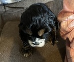 Small Photo #4 Cocker Spaniel Puppy For Sale in COLBERT, GA, USA