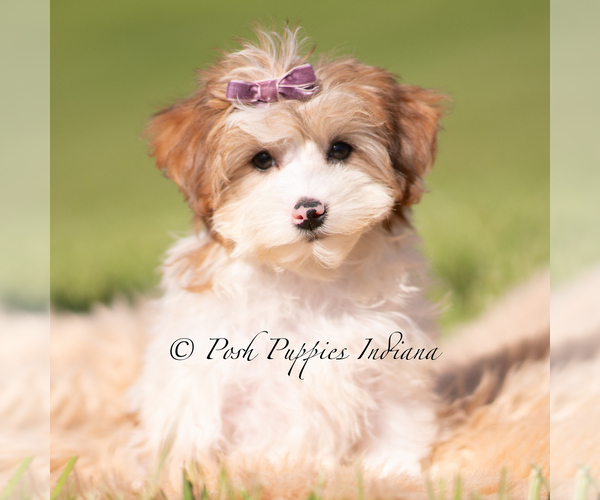 Medium Photo #2 Yorkipoo Puppy For Sale in WARSAW, IN, USA