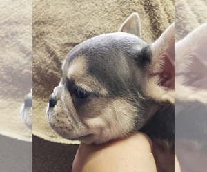 French Bulldog Puppy for sale in WEST PLAINS, MO, USA