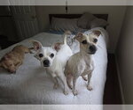 Small #8 Italian Greyhuahua