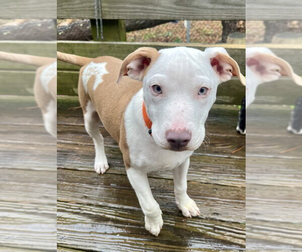 Medium Photo #5 Mutt Puppy For Sale in Oak Bluffs, MA, USA