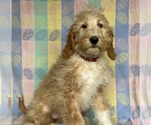 Goldendoodle Puppy for sale in LANCASTER, PA, USA