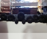 Litter of 3 - Male(s) and Female(s) BarbetLitter of Puppies for Sale - Photo #5