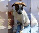 Small #3 Boxer Mix