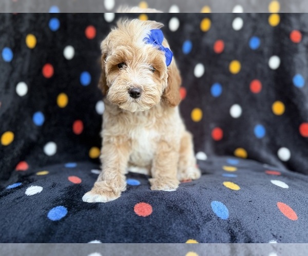 Medium Photo #5 Cock-A-Poo Puppy For Sale in LAKELAND, FL, USA