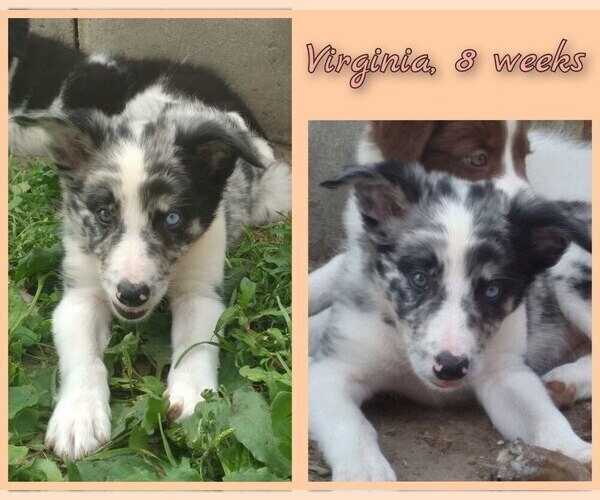 Medium Photo #2 Border Collie Puppy For Sale in BROOKFIELD, MO, USA
