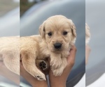 Small Photo #1 Golden Retriever Puppy For Sale in TAMPA, FL, USA