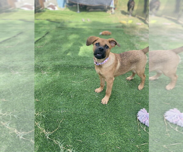 Medium Photo #3 Mutt Puppy For Sale in FRAMINGHAM, MA, USA