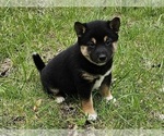 Small Photo #4 Shiba Inu Puppy For Sale in CLARK, MO, USA