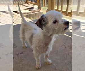 Taco - Male Norfolk Terrier-Unknown Mix Dog for Adoption - Photo #4