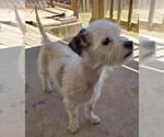 Small Photo #4 Norfolk Terrier-Unknown Mix Puppy For Sale in San Antonio, TX, USA