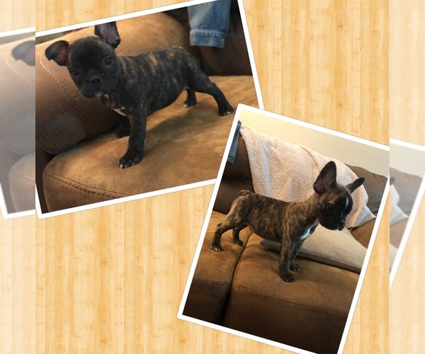 Medium Photo #1 Faux Frenchbo Bulldog Puppy For Sale in DENVER, CO, USA