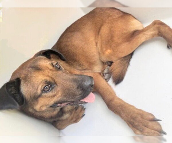 Medium Photo #2 Black Mouth Cur-Unknown Mix Puppy For Sale in Houston, TX, USA