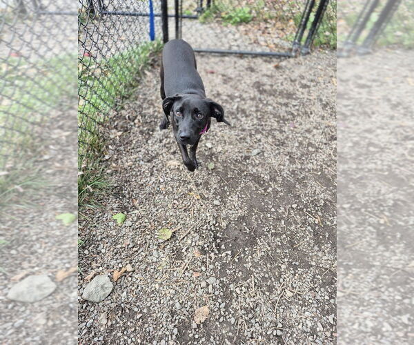 Medium Photo #4 Mutt Puppy For Sale in Elmsford, NY, USA