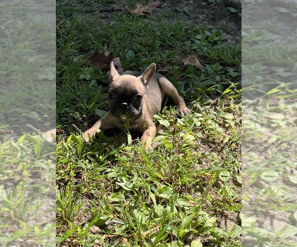 Medium Photo #1 French Bulldog Puppy For Sale in MILLVILLE, NJ, USA