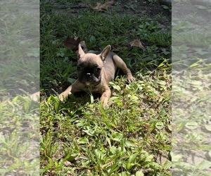 Medium French Bulldog