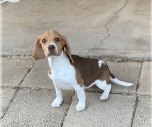 Beagle Harrier Puppy for sale in QUANAH, TX, USA