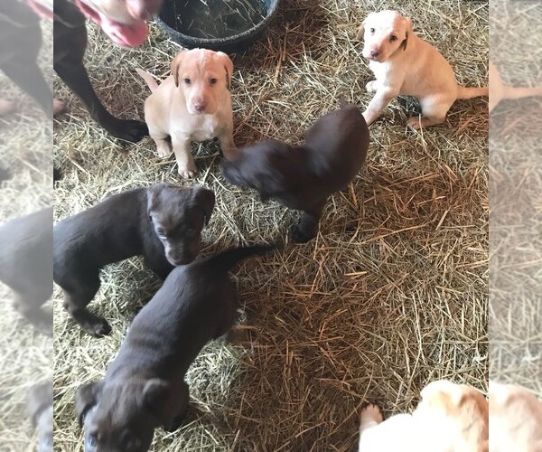 View Ad Labrador Retriever Litter of Puppies for Sale near New York