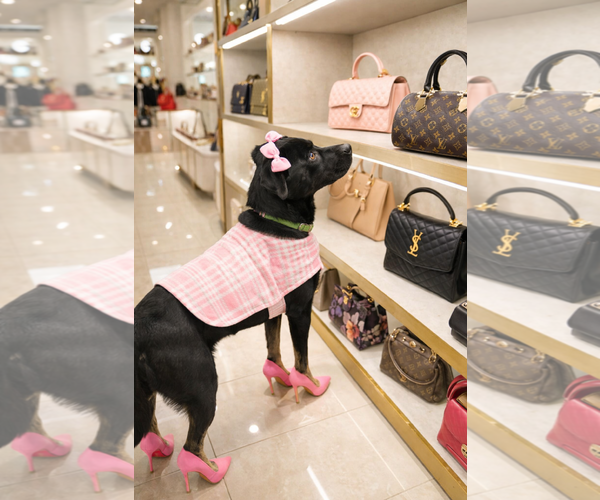 Medium Photo #6 Chesapeake Bay Retriever-Unknown Mix Puppy For Sale in Mt. Laurel, NJ, USA