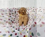 Puppy 1 Bichpoo