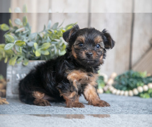 Yorkshire Terrier Litter for sale in GREENWICH, OH, USA