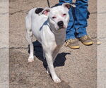 Small #3 American Bulldog-American Staffordshire Terrier Mix