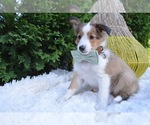 Small Photo #6 Shetland Sheepdog Puppy For Sale in HONEY BROOK, PA, USA