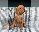 Small #1 Vizsla