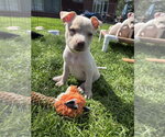 Small #3 Siberian Husky Mix