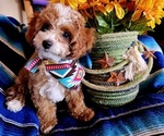Small Photo #1 Cavachon-Poodle (Miniature) Mix Puppy For Sale in CATALINA, AZ, USA