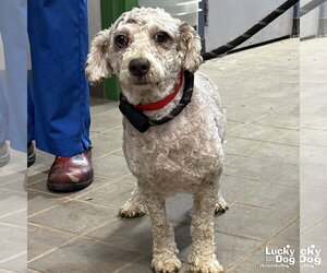 Mutt Dogs for adoption in Washington, DC, USA