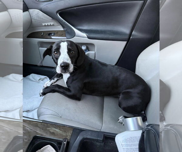 Medium Photo #2 Beagle-Unknown Mix Puppy For Sale in Mobile, AL, USA