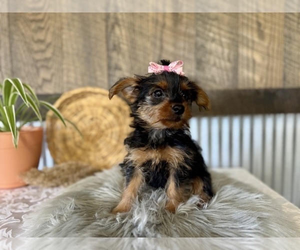 Medium Photo #3 Yorkshire Terrier Puppy For Sale in NAPPANEE, IN, USA