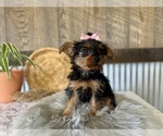 Small #2 Yorkshire Terrier
