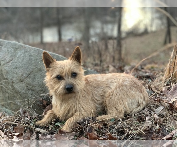 Medium Photo #1 Cairn Terrier Puppy For Sale in MADISON, NC, USA
