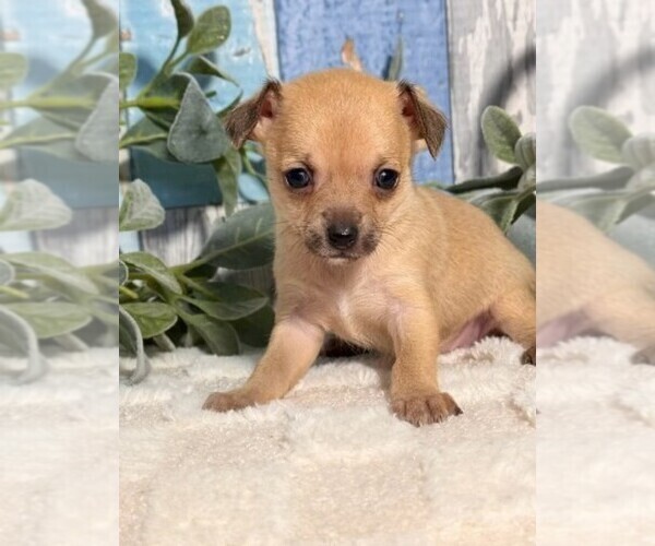 Medium Photo #10 Chihuahua Puppy For Sale in DAVIE, FL, USA
