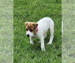 Small #25 Mutt