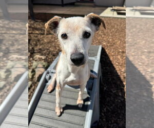 Jack-Rat Terrier Dogs for adoption in Sequim, WA, USA