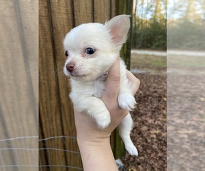 Chihuahua Puppy for sale in CASTLE HAYNE, NC, USA