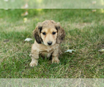 Puppy Sophia Dachshund
