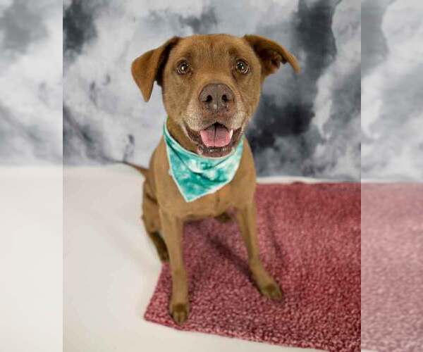 Medium Photo #2 Labrador Retriever-Unknown Mix Puppy For Sale in Kennesaw, GA, USA