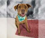 Small #1 Labrador Retriever Mix